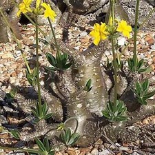 Pachypodium rosulatum subsp