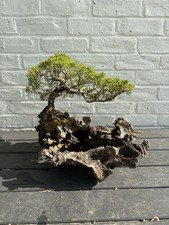 Juniper Bonsai (Itoigawa) On