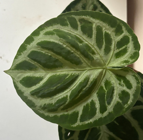 Anthurium dorayaki - 💙anthurium, 'dorayaki'
