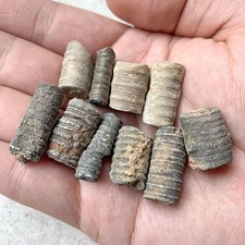 Crinoid Sea Lily Fossil