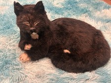 Trim, the Cartographer's Cat