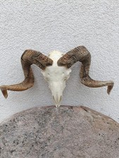 Giant taxidermy Ram  Sheep