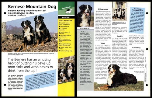 Bernese mountain dog routine - mountain,