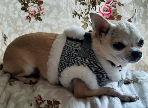 Tweed dog harness waitcoat - dog,