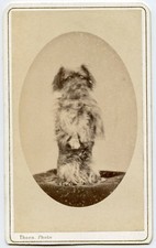 Little Dog, Vintage Original