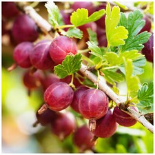 5 Red Gooseberry Plant /Uva Crispa 'Hinnonmaki Red' 1-2ft Tall Ready to Fruit