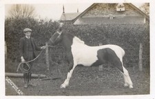 FARMING. BOY WITH HORSE BY H.SNOWDON & CO, SOUTH SHIELDS. RURAL LIFE POSTCARD