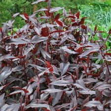 2x Persicaria Red Dragon 9cm