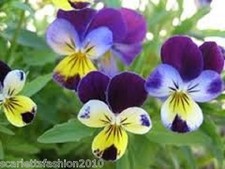 Wild Pansy Viola Tricolor