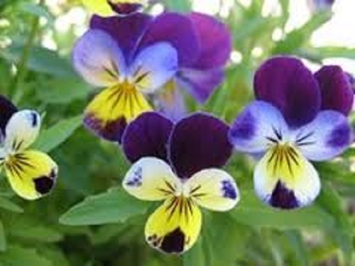 Wild pansy viola tricolor - pansy,