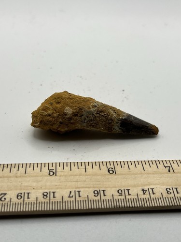 Spinosaurus tooth - spinosaurus,