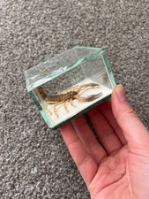scorpion taxidermy in glass
