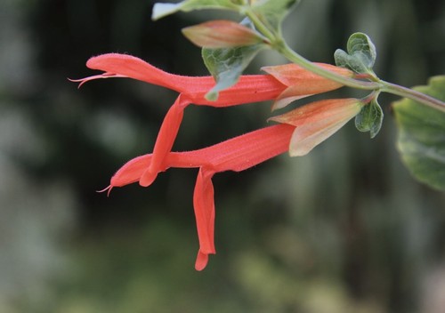 Salvia regla royal or - regla,,