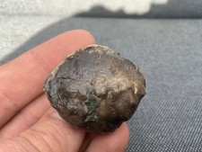 Fossil Crab Carapace