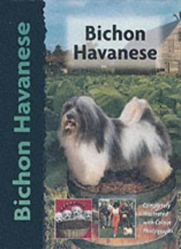 Bichon havanese pet - havanese, (pet