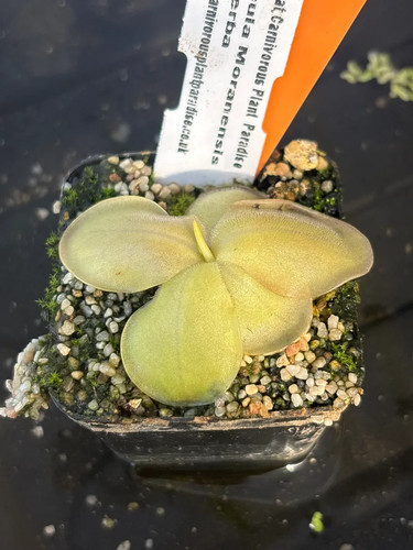 Pinguicula moranensis var - moranensis,