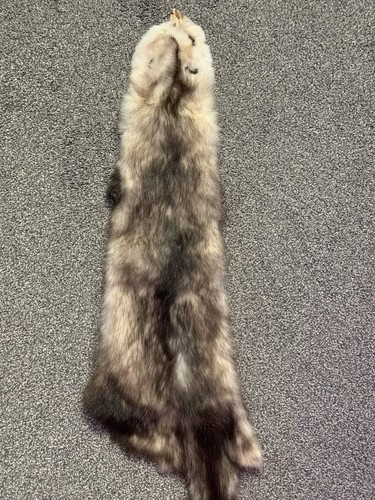 Real taxidermy opossum - taxidermy,