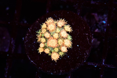 Bright firecracker goniopora - firecracker,