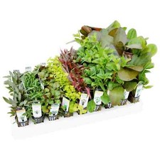 Mixed Box of Aquarium Plants