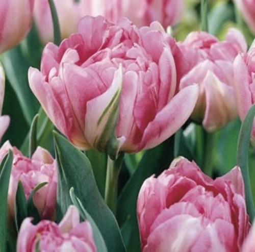 10x peach blossom double tulip - peach,