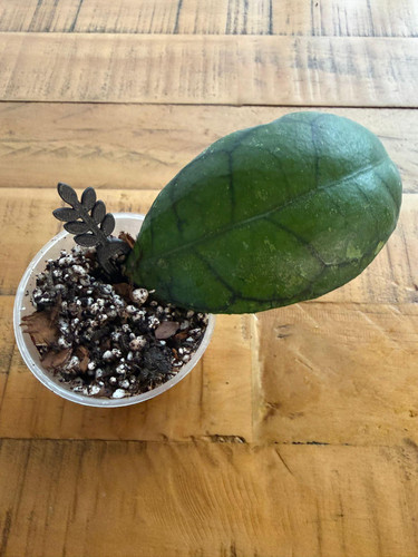 Rooted hoya callistophylla - rooted,