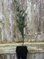 Cedar of Lebanon Tree - Cedrus