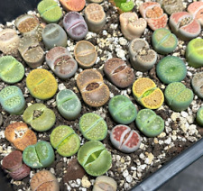 1.8cm-2.5cm Single Head