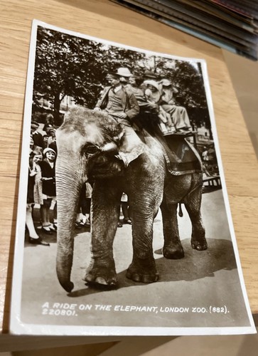 London zoo elephant ride - zoo,