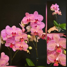 Phalaenopsis Red Veins. 1