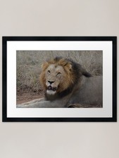 Lion King Framed Art Print