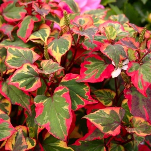 Houttuynia cordata chameleon - houttuynia, 'chameleon'