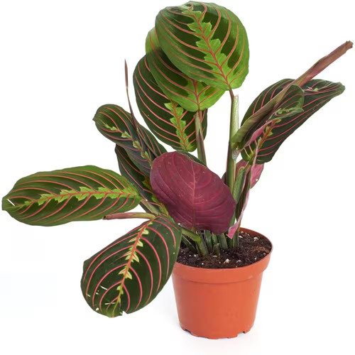 Maranta red prayer plant - maranta,