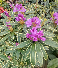 Rhododendron Ponticum Variegated XXXL Large 5Lt Pot Evergreen Plant to Your Door