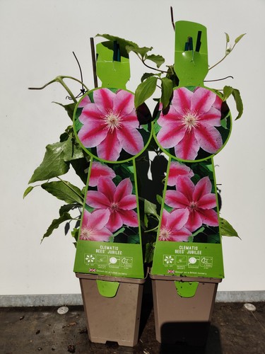 Clematis bees jubilee 9cm - 2, x