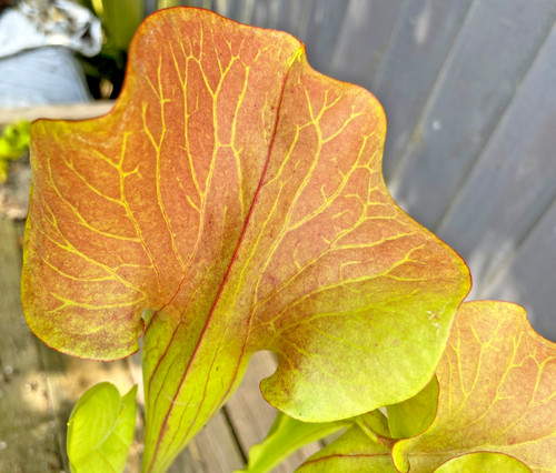 Sarracenia inverse vein - sarracenia, "inverse