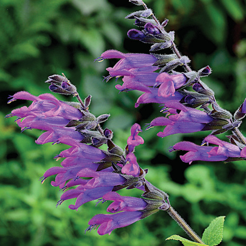 Salvia amigo hardy sage - salvia,