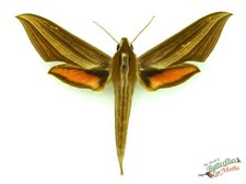 Xylophanes Neoptolemus Pink