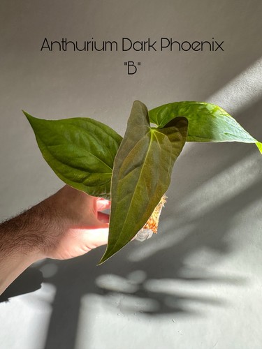 Anthurium dark phoenix - anthurium, b