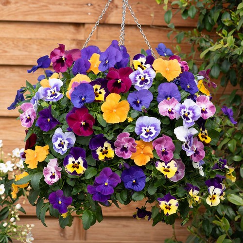 Pansy top wave flowering - top,