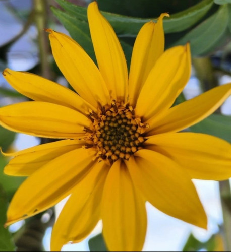 Helianthus sunroot perennial - helianthus,