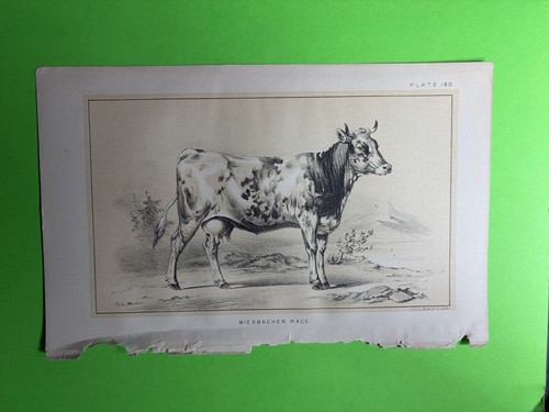 Julius bien litho print - &,