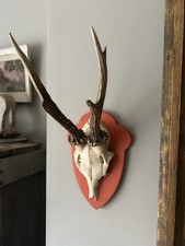 Very Stylish Mounted Horns On