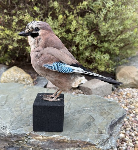 Real taxidermy jay bird - real,