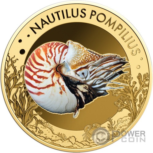 Chambered nautilus sea - chambered,