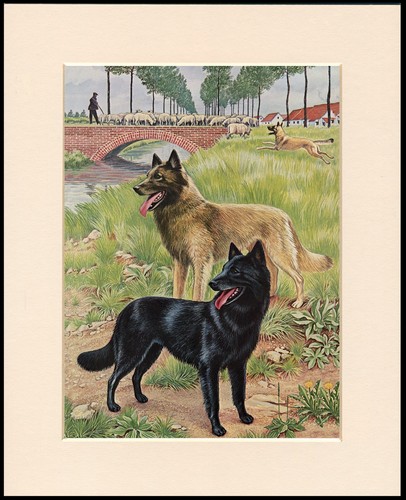 Belgian shepherd dog - shepherd, print