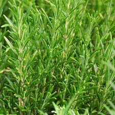 Rosemary Common - 1 Plant -