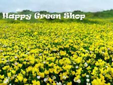 British Wild Flower - 3800 seeds - Lotus corniculatus - Birds foot Trefoil