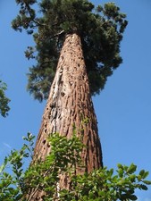 50 x Sequoiadendron Giganteum seeds, Monster Giant Redwood.