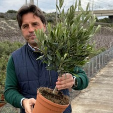 Pair of Olive Tree Mini