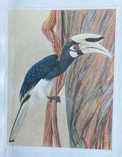Bird Print: Oriental Pied Hornbill. Vintage Lithograph by Walter Linsenmaier